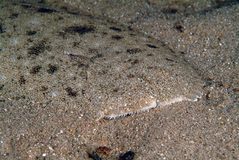 Sogliola di Porto Badisco